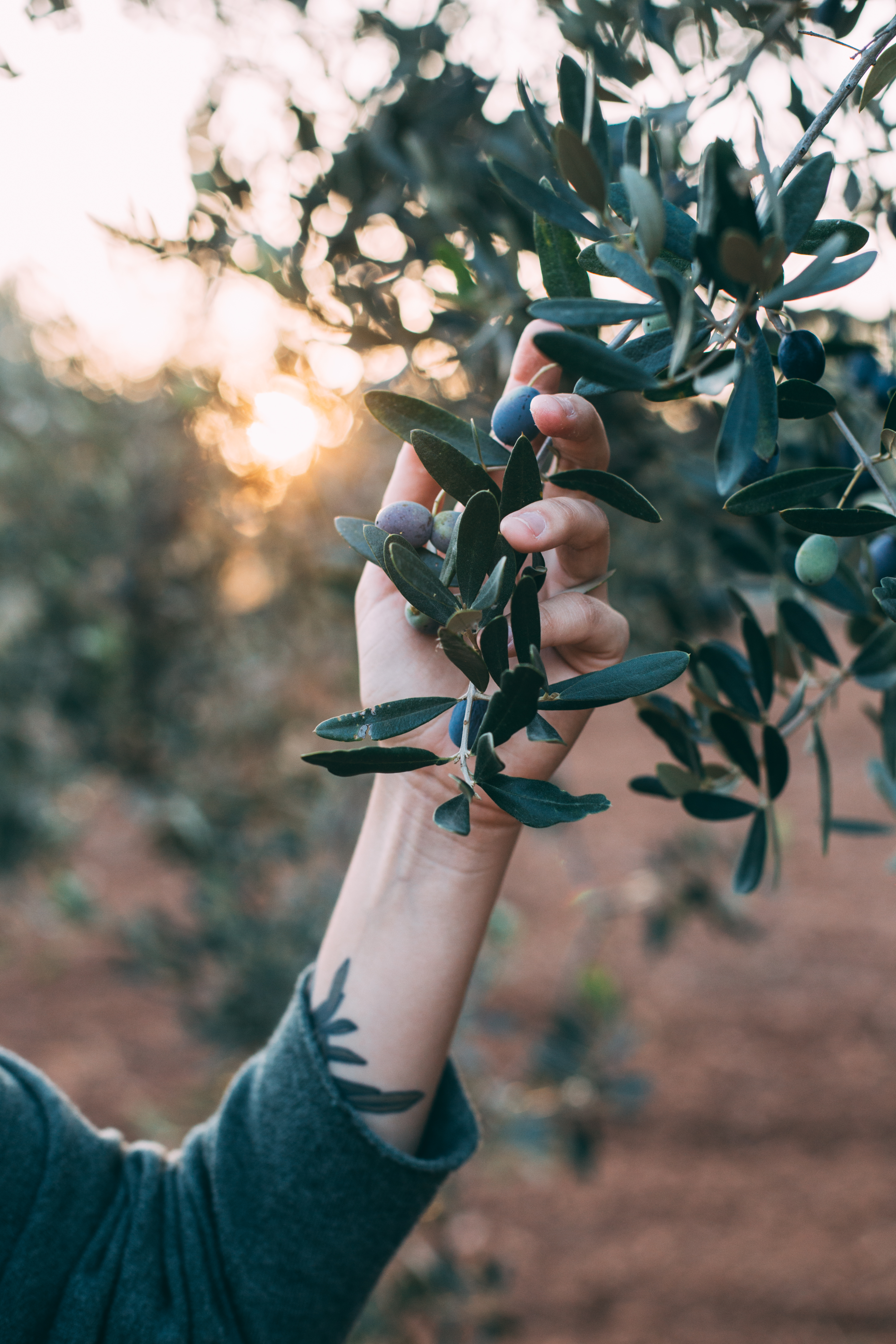 A guest at rest beside an ancient olive tree