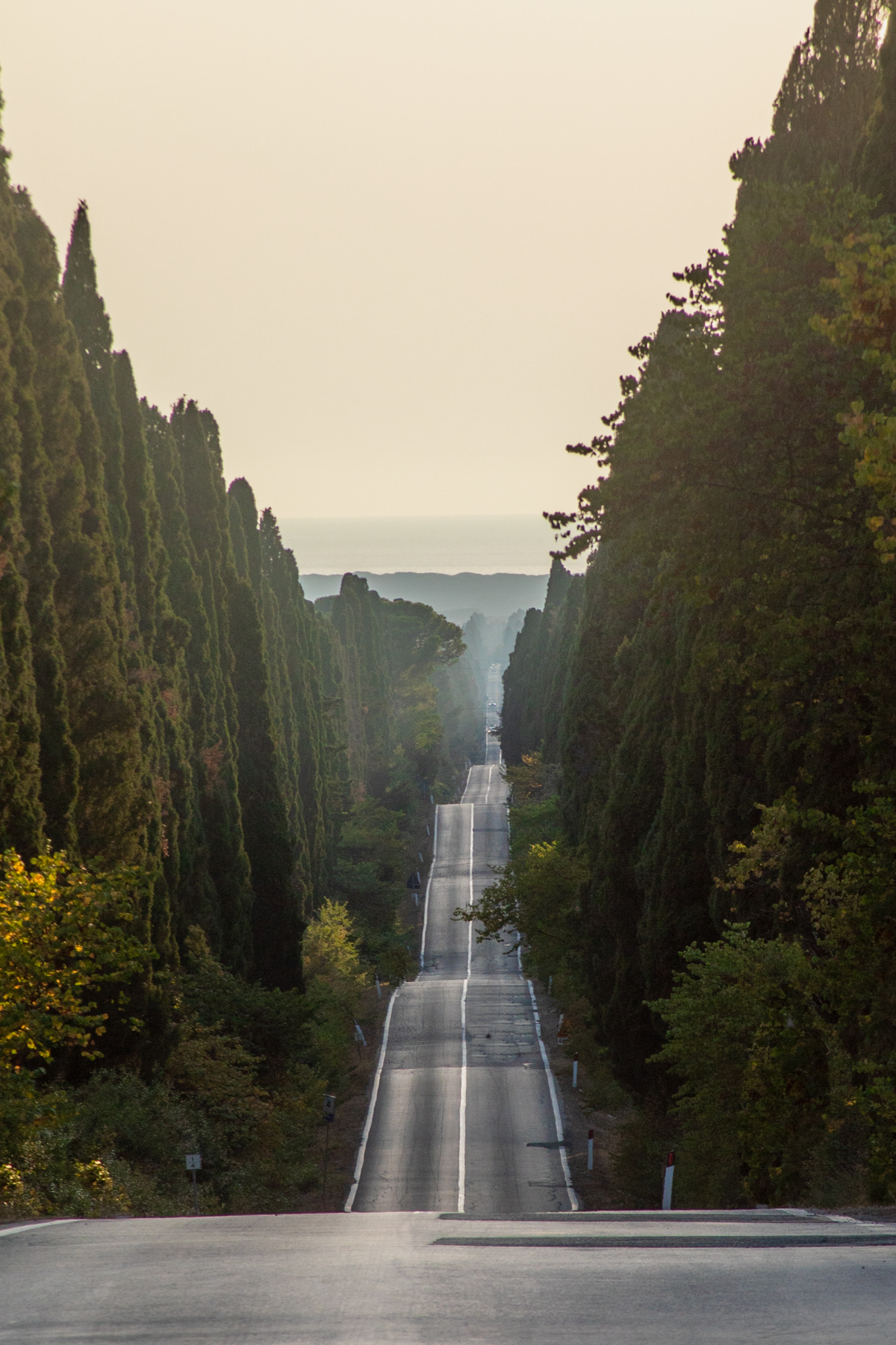 The road to Bolgheri, lined with cypresses through wine country